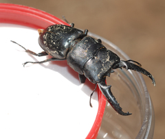 Serrognathus titanus castanicolor