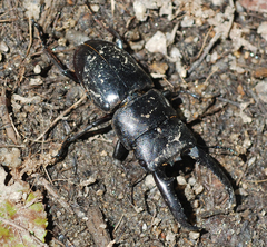 Serrognathus titanus castanicolor