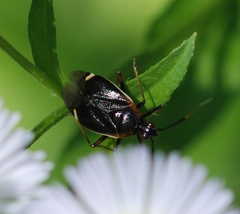 Deraeocoris ater