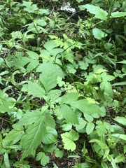 Osmorhiza purpurea