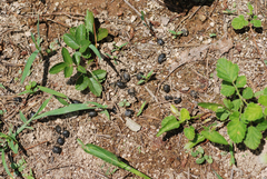 Hydropotes inermis argyropus