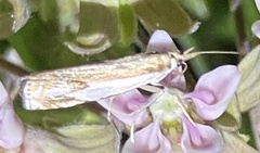 Crambus agitatellus