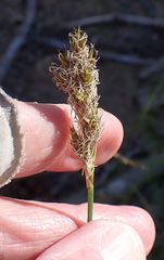Carex fracta