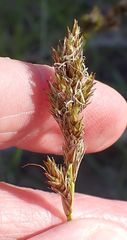 Carex fracta
