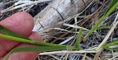 Carex fracta