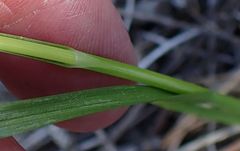 Carex fracta