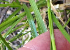 Carex fracta