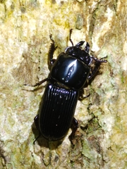 Figulus binodulus