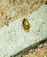 Tropidosteptes