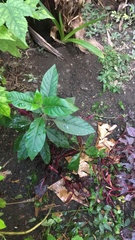 Cinchona officinalis