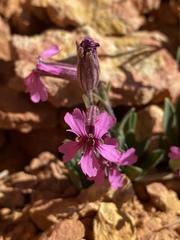Silene petersonii