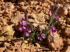Silene petersonii