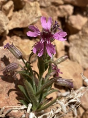 Silene petersonii
