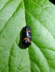 Okiscarta uchidae