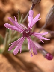 Silene petersonii
