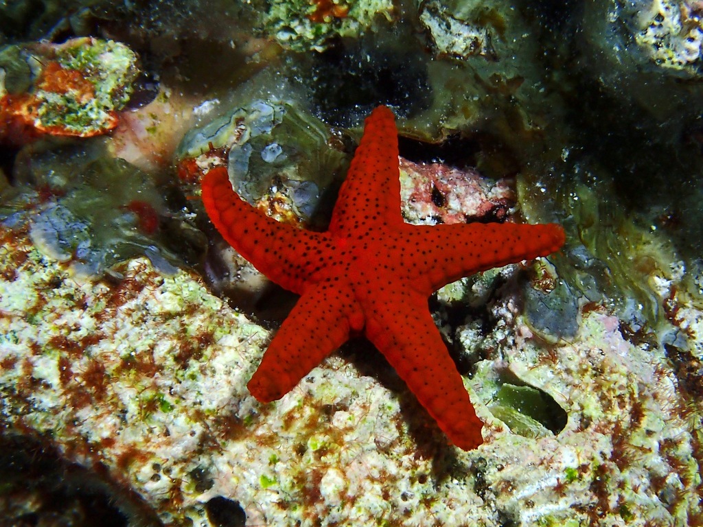 Thousand-pores Sea Star