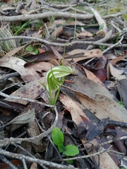 Pterostylis robusta