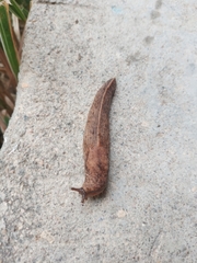 Tandonia kusceri