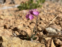 Silene petersonii