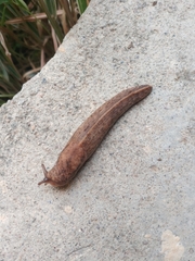 Tandonia kusceri