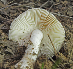 Amanita peltigera