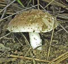 Amanita peltigera