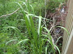 Zizaniopsis miliacea