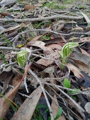 Pterostylis robusta
