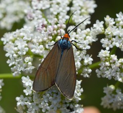 Ctenucha virginica