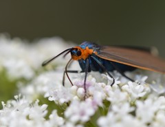 Ctenucha virginica
