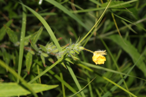 Image of Oenothera pilosella by no rights reserved