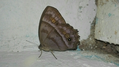 Taygetis thamyra
