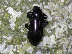 Derosphaerus exularis