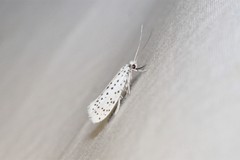 Yponomeuta multipunctella