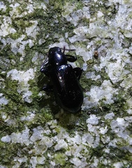 Derosphaerus exularis