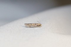 Mompha brevivittella