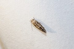 Mompha brevivittella