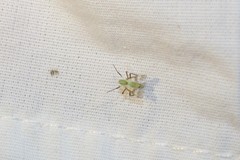 Stenochironomus hilaris