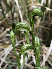 Pterostylis stenochila