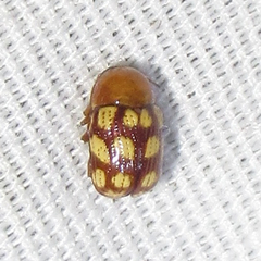 Cryptocephalus guttulatus