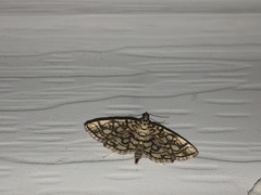 Lygropia rivulalis