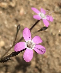 Gilia leptantha purpusii
