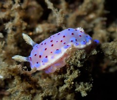 Goniobranchus thompsoni