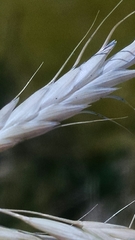 Bromus squarrosus