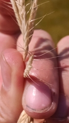 Bromus squarrosus