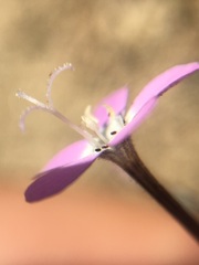 Gilia leptantha purpusii