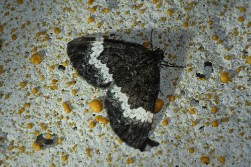 White-banded Carpet Moth