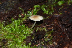 Mycena carmeliana