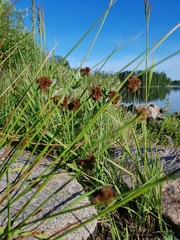 Juncus conglomeratus