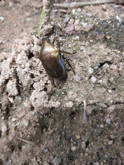 Pseudotorynorrhina japonica